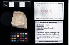 Foto (Objekt + Etikett) von Cyclothyreus sp.  (NHMW-GEO-2014-0194-0648)